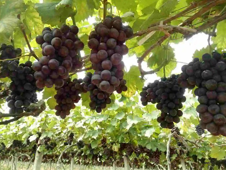 葡萄