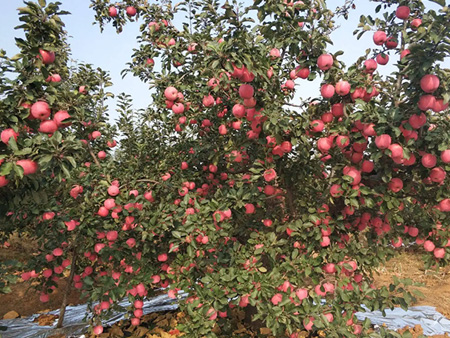 苹果树